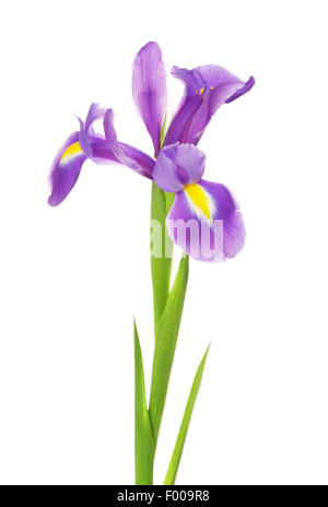 Belle fleur pourpre iris, isolated on white Banque D'Images