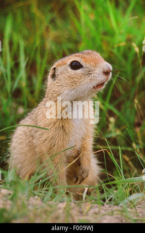 Spermophile européenne, European suslik, souslik d'Europe (Spermophilus citellus Citellus citellus,), portrait, Allemagne Banque D'Images