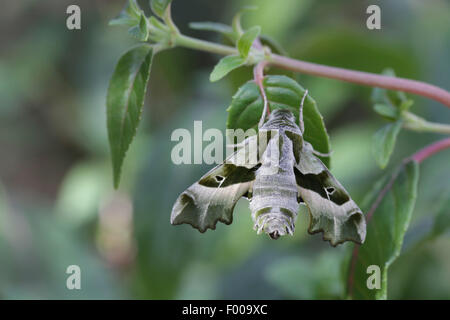 Willowherb sphynx, Curzon sphinx moth (Proserpinus proserpine), homme repose au fuchsia, Germany Banque D'Images