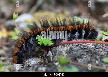 Fox Moth (Macrothylacia rubi), Caterpillar, l'Allemagne, la Bavière Banque D'Images