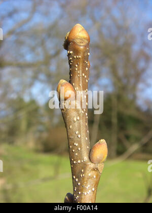 Spanish chestnut, le châtaignier (Castanea sativa), bourgeons d'hiver, Allemagne Banque D'Images