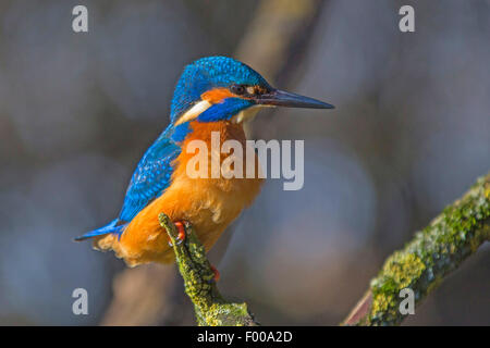 River Kingfisher (Alcedo atthis), homme, Allemagne, Bavière Banque D'Images