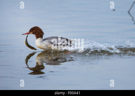 Harle bièvre (Mergus merganser), Femme avec pris le brochet, l'Allemagne, la Bavière, le lac de Chiemsee Banque D'Images