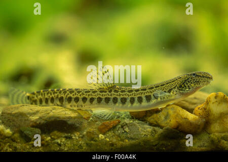 Épines loach, repéré weatherfish (Cobitis taenia), sur la bas Banque D'Images