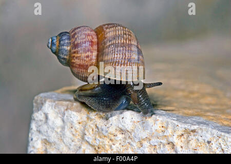 Nez rouge, nez rond escargot snail (Pomatias elegans), sur une pierre, Allemagne Banque D'Images