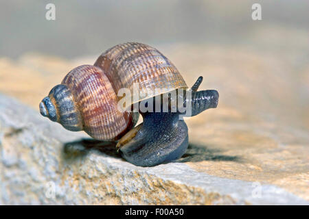 Nez rouge, nez rond escargot snail (Pomatias elegans), sur une pierre, Allemagne Banque D'Images