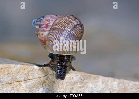 Nez rouge, nez rond escargot snail (Pomatias elegans), sur une pierre, Allemagne Banque D'Images