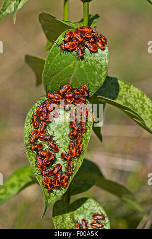 Rez-Bug, Lygaeid bug (Tropidothorax leucopterus), les nymphes se nourrissent d', Allemagne Banque D'Images