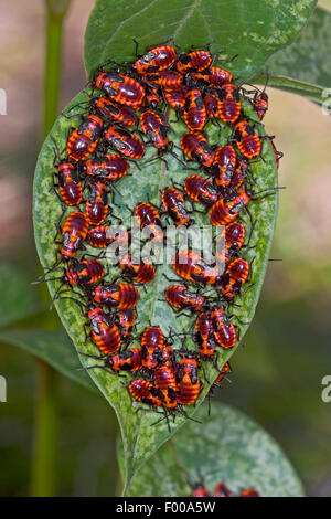 Rez-Bug, Lygaeid bug (Tropidothorax leucopterus), les nymphes se nourrissent d'avaler-millepertuis, Allemagne Banque D'Images