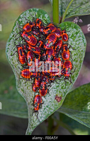 Rez-Bug, Lygaeid bug (Tropidothorax leucopterus), les nymphes se nourrissent d'avaler-millepertuis, Allemagne Banque D'Images