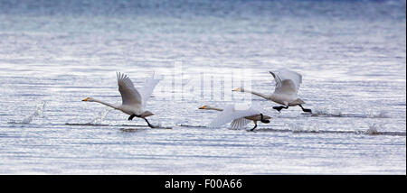 Cygne chanteur (Cygnus cygnus), trois cygnes à partir de l'eau, de l'Allemagne, de Bavière, le lac de Chiemsee Banque D'Images