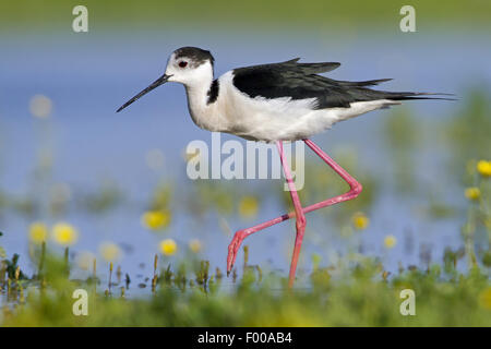 Black-winged Stilt (Himantopus himantopus), marcher dans l'eau peu profonde, France Banque D'Images