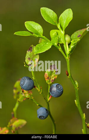 Myrtille, bleuet nain, Huckleberry, faible billberry (Vaccinium myrtillus), fruits mûrs sur un arbuste, Allemagne Banque D'Images