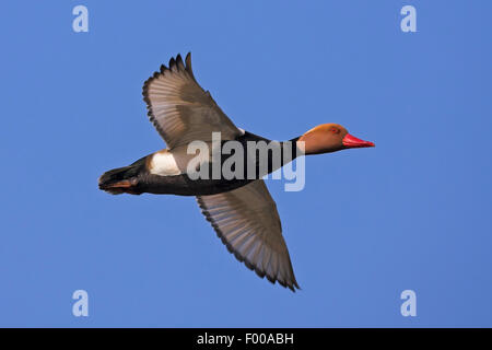 Nette rousse (Netta rufina), Drake en vol, Suisse, Valais Banque D'Images