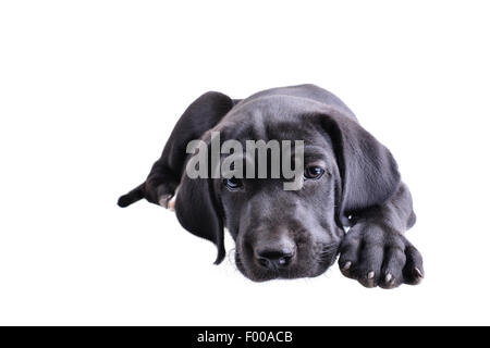 Close up of a black pup fixant isolé sur fond blanc Banque D'Images