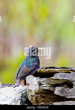 Étourneau sansonnet Sturnus vulgaris zetlandicus plunage adultes reproductrices au site du nid Quendale Mill Banque D'Images