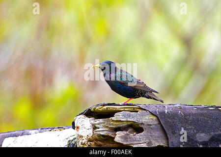 Étourneau sansonnet Sturnus vulgaris zetlandicus plumage nuptial adultes site de nidification à Quendale Mill Banque D'Images