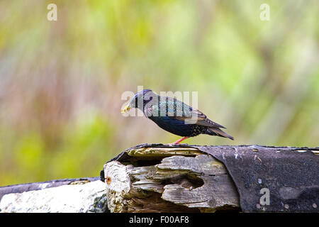 Étourneau sansonnet Sturnus vulgaris zetlandicus plumage nuptial adultes avec de la nourriture au nid du Quendale Mill Banque D'Images