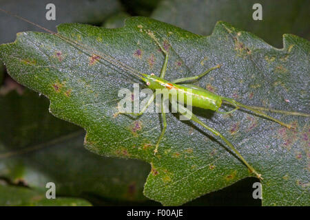 Le sud de l'oak bush-cricket, le sud de l'oak bush cricket (Meconema meridionale), homme, Allemagne Banque D'Images