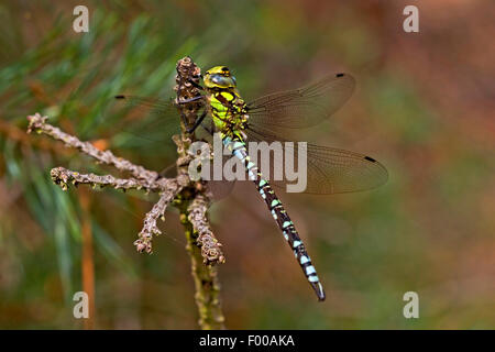 Blue-green darner, le sud de l'AESHNA Aeshna, sud de Hawker (cyanea), homme sur une brindille, Allemagne Banque D'Images