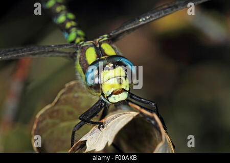 Blue-green darner, le sud de l'AESHNA Aeshna, sud de Hawker (cyanea), homme sur une feuille, portrait, Allemagne Banque D'Images