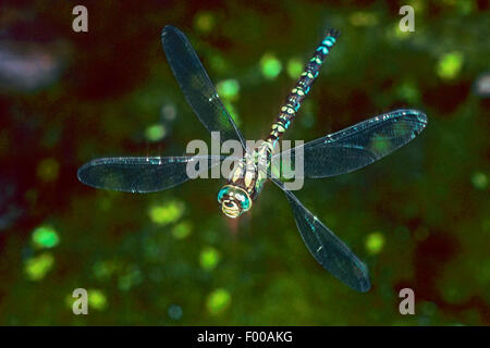 Blue-green darner, le sud de l'AESHNA Aeshna, sud de Hawker (cyanea), en vol, Allemagne Banque D'Images