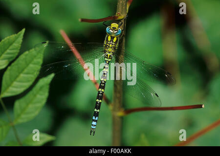 Blue-green darner, le sud de l'AESHNA Aeshna, sud de Hawker (cyanea), homme à une brindille, Allemagne Banque D'Images