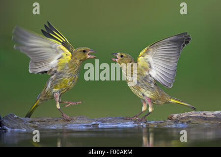 Verdier d'Europe (Carduelis chloris), deux chicanes greenfinches à un endroit, l'eau Suisse, Valais Banque D'Images