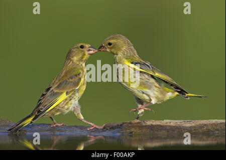 Verdier d'Europe (Carduelis chloris), deux à une facturation greenfinches place de l'eau, la Suisse, Valais Banque D'Images