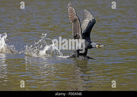 Grand Cormoran (Phalacrocorax carbo), à partir de l'eau, vue de côté, aux États-Unis, en Floride, le Parc National des Everglades Banque D'Images