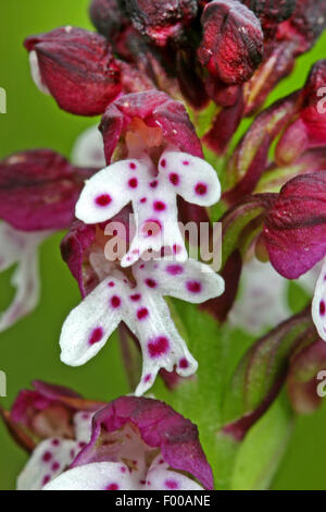 Orchid brûlé, Brûlé-tip, orchidée orchidées (Orchis brûlée astuce ustulata Neotinea ustulata,), fleurs, Allemagne Banque D'Images