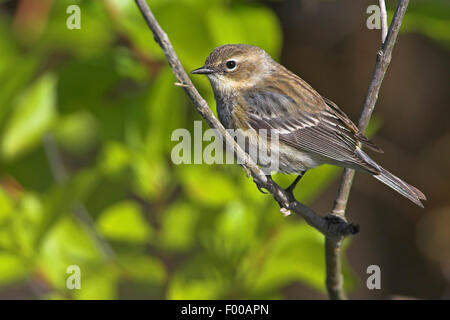 La paruline à croupion jaune (Dendroica coronata), assis sur une branche, USA, Floride, le Parc National des Everglades Banque D'Images