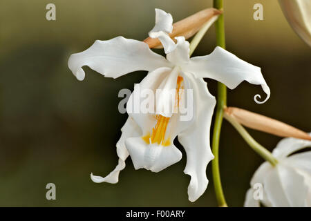 (Coelogyne Coelogyne cristata), fleurs Banque D'Images