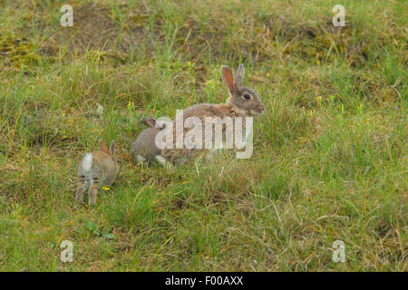 Lapin de garenne (Oryctolagus cuniculus), les adultes et les nouveau-nés, Pays-Bas Banque D'Images