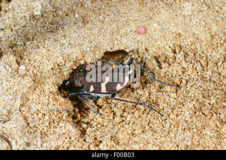 Tiger beetle dune (Cicindela hybrida), à creuser dans le sable, Allemagne Banque D'Images