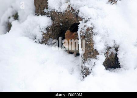 Campagnol roussâtre (Clethrionomys glareolus, Myodes glareolus), dans la région de den en hiver, Allemagne, Rhénanie du Nord-Westphalie Banque D'Images