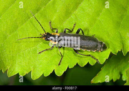 Soldat noir (coléoptère Cantharis obscura, Cantharis bicolor), sur une feuille, Allemagne Banque D'Images