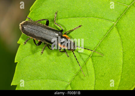 Soldat noir (coléoptère Cantharis obscura, Cantharis bicolor), sur une feuille, Allemagne Banque D'Images