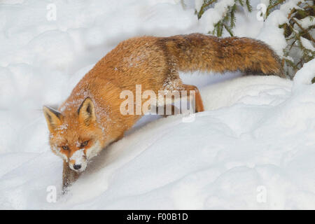 Le renard roux (Vulpes vulpes), promenades dans la neige en hiver, en Allemagne, en Rhénanie du Nord-Westphalie Banque D'Images