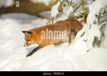 Le renard roux (Vulpes vulpes), promenades dans la neige en hiver, en Allemagne, en Rhénanie du Nord-Westphalie Banque D'Images