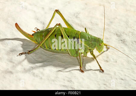 Grand Cerf vu bush cricket, Grand vu le cerf (Polysarcus denticauda Orphania denticauda,), Femme, Allemagne Banque D'Images