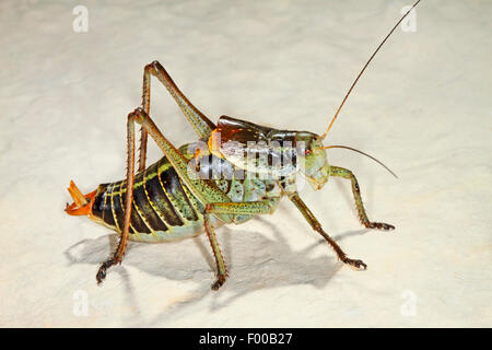 Grand Cerf vu bush cricket, Grand vu le cerf (Polysarcus denticauda Orphania denticauda,), homme, Allemagne Banque D'Images