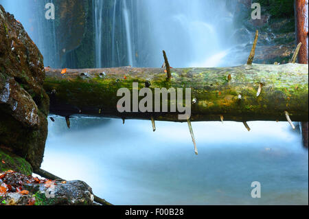 Tronc d'arbre tombé en face d'une cascade, l'Allemagne, la Bavière, le Parc National de la Forêt bavaroise Banque D'Images