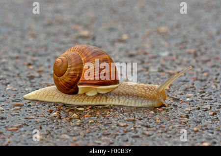 Escargot romain, les escargots, les escargots escargot, escargots, escargot, escargot apple vigne, vigne, vigne escargot snail (Helix pomatia), chair de poule sur un mur, Allemagne Banque D'Images