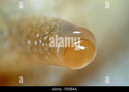 Escargot romain, les escargots, les escargots escargot, escargots, escargot, escargot apple vigne, vigne, vigne escargot snail (Helix pomatia), de l'œil sur la jauge d', Allemagne Banque D'Images