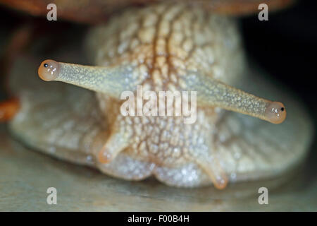 Escargot romain, les escargots, les escargots escargot, escargots, escargot, escargot apple vigne, vigne, vigne escargot snail (Helix pomatia), portrait, Allemagne Banque D'Images