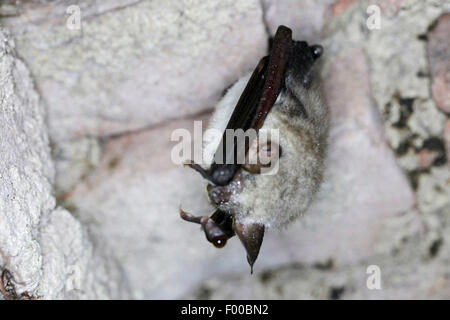 Une plus grande chauve-souris de la souris, Grand Mouse-Eared (Myotis myotis), pendent du plafond d'une grotte, l'hivernage , Allemagne, Bavière Banque D'Images