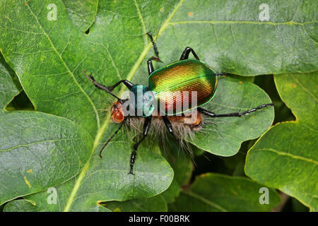 Plus de Hunter, Caterpillar caterpillar Forêt hunter, calosoma sycophanta Calosoma (coléoptère, Calosoma sycophantha), pris avec Caterpillar, Allemagne Banque D'Images