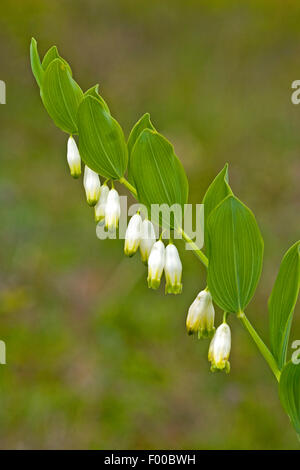 Le sceau de Salomon angulaire (Polygonatum odoratum), blooming, Allemagne Banque D'Images