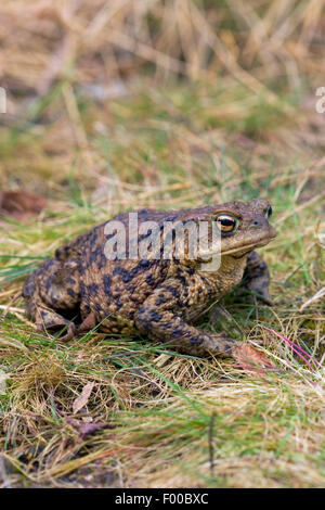 European crapaud commun (Bufo bufo), Femme, Allemagne Banque D'Images